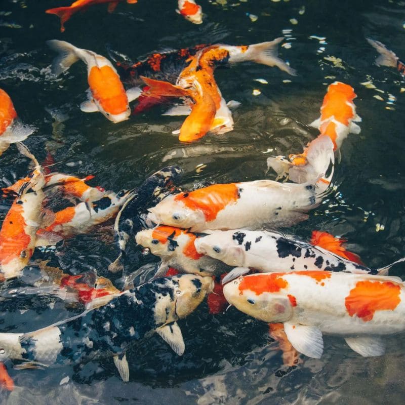 Tải 199+ hình nền may mắn, tài lộc Full HD cho điện thoại và PC 56 hình nền may mắn cá koi sắc nét