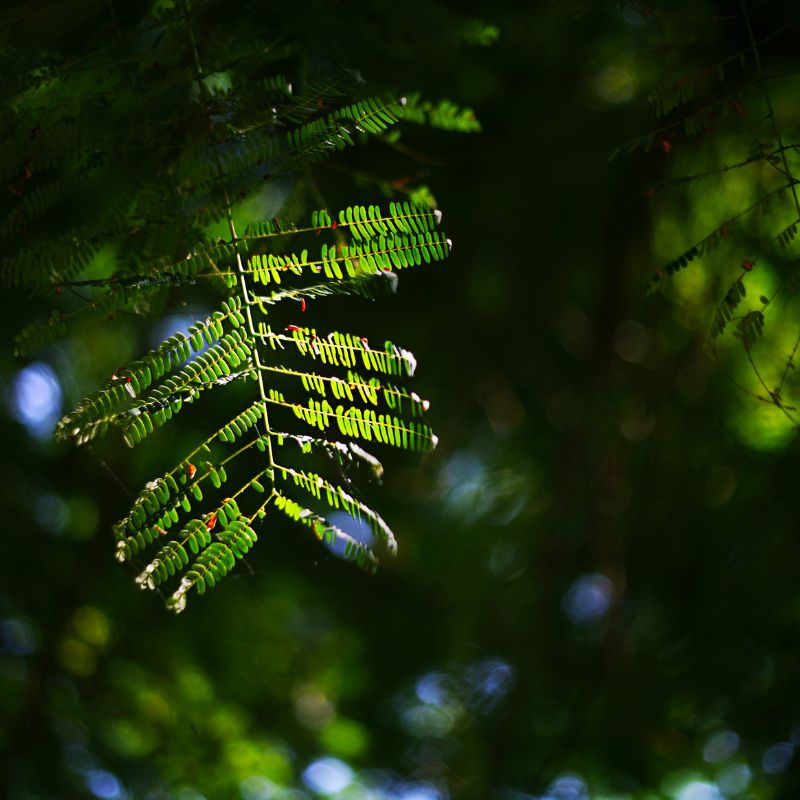 Tải 199+ hình nền may mắn, tài lộc Full HD cho điện thoại và PC 87 hình nền may mắn cho mệnh đẹp