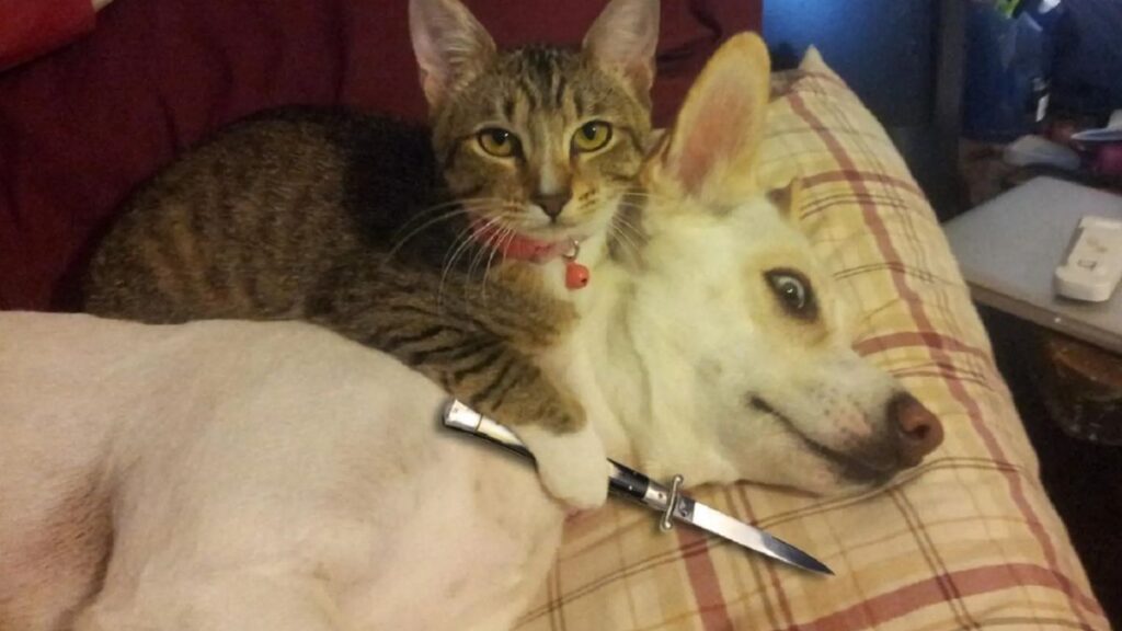 Hình nền meme mèo cầm dao