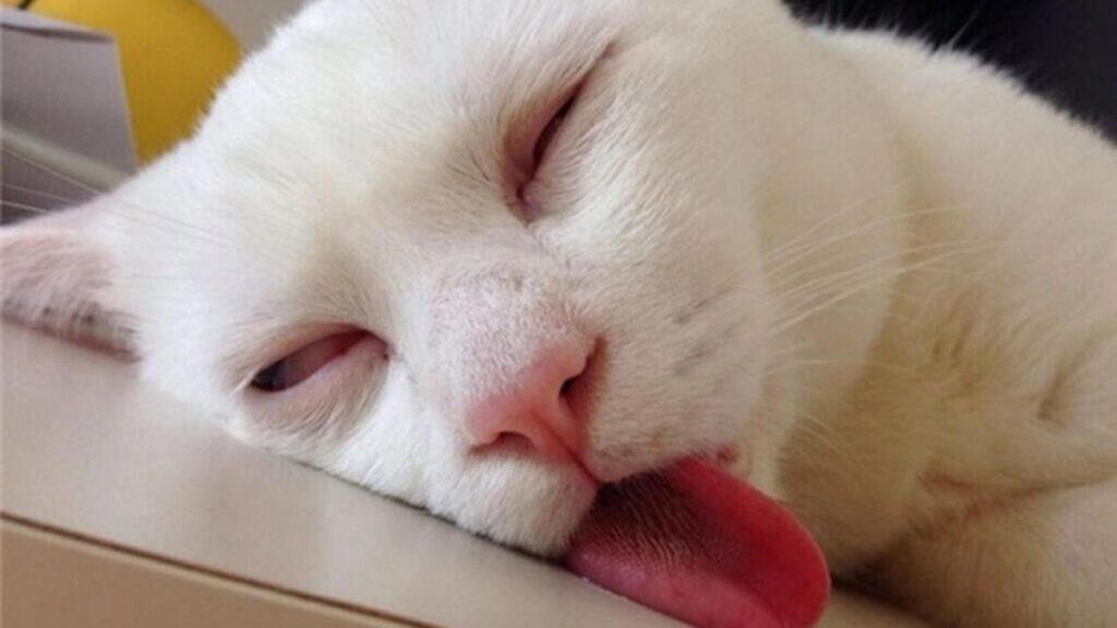 Hình nền meme mèo le lưỡi ngủ