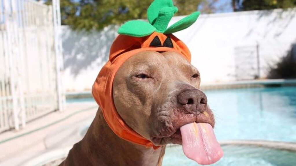 +100 Hình nền meme hài hước, dễ thương và bá đạo nhất hiện nay 3 Hình nền meme chú cho le lưỡi