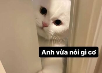 +100 Hình nền meme hài hước, dễ thương và bá đạo nhất hiện nay