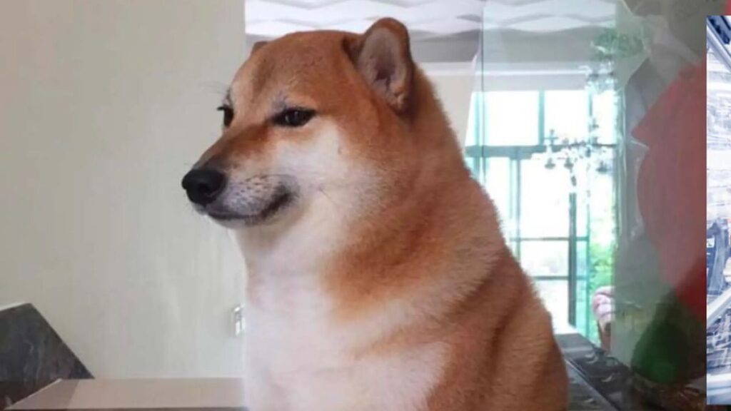 Hình nền meme chú chó hài hước