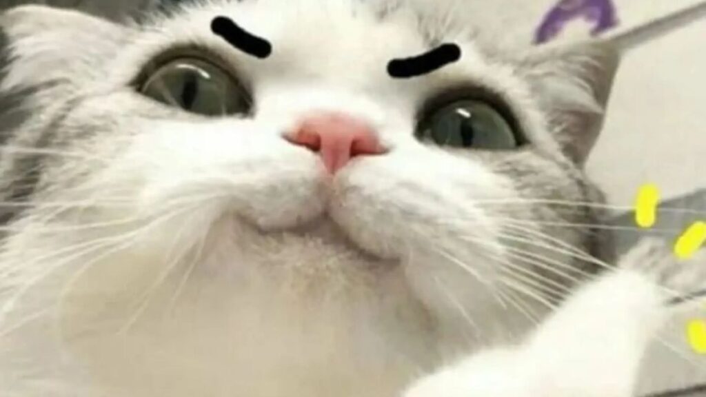 Hình nền meme mèo nhăn mặt