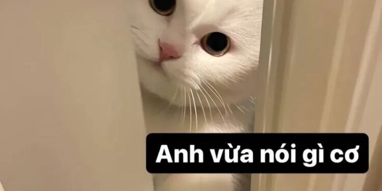 +100 Hình nền meme hài hước, dễ thương và bá đạo nhất hiện nay