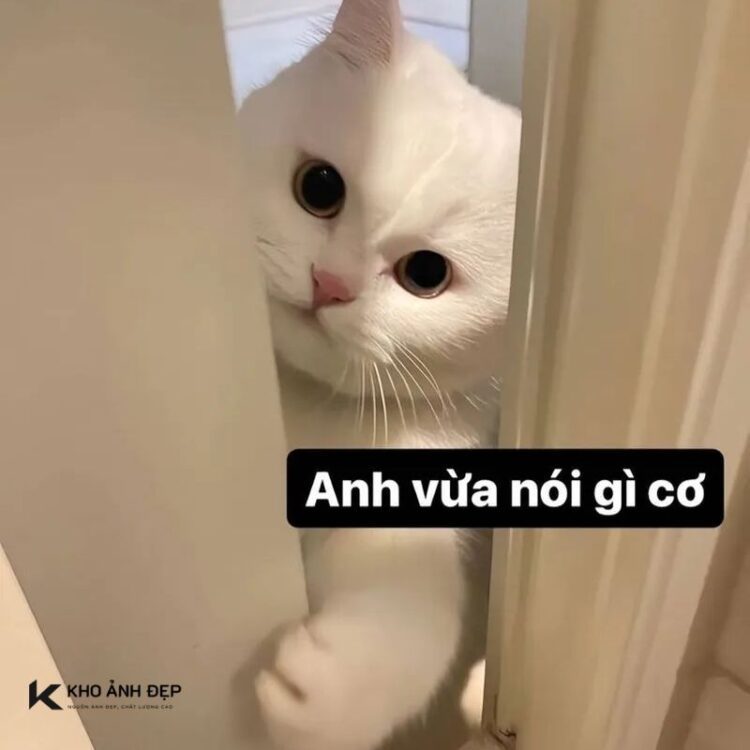 +100 Hình nền meme hài hước, dễ thương và bá đạo nhất hiện nay