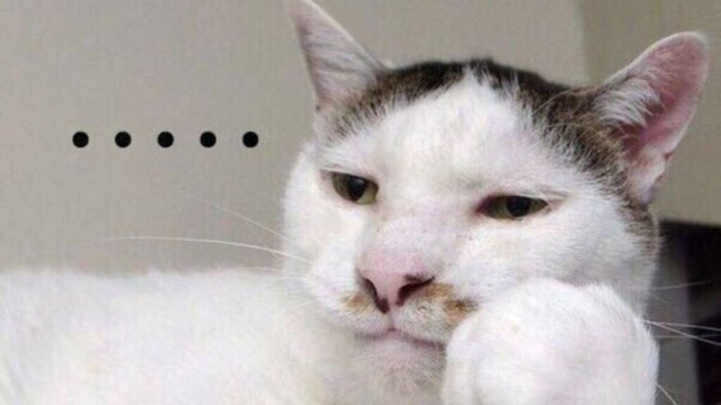 Hình nền meme mèo suy nghĩ