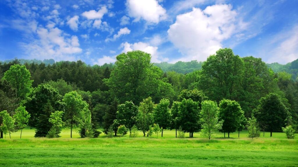 99+ hình nền thu hút tài lộc mệnh Mộc đẹp, gia tăng vượng khí 15 hình nền thu hút tài lộc mệnh Mộc