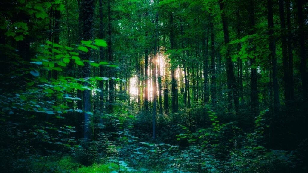 99+ hình nền thu hút tài lộc mệnh Mộc đẹp, gia tăng vượng khí 16 hình nền thu hút tài lộc mệnh Mộc