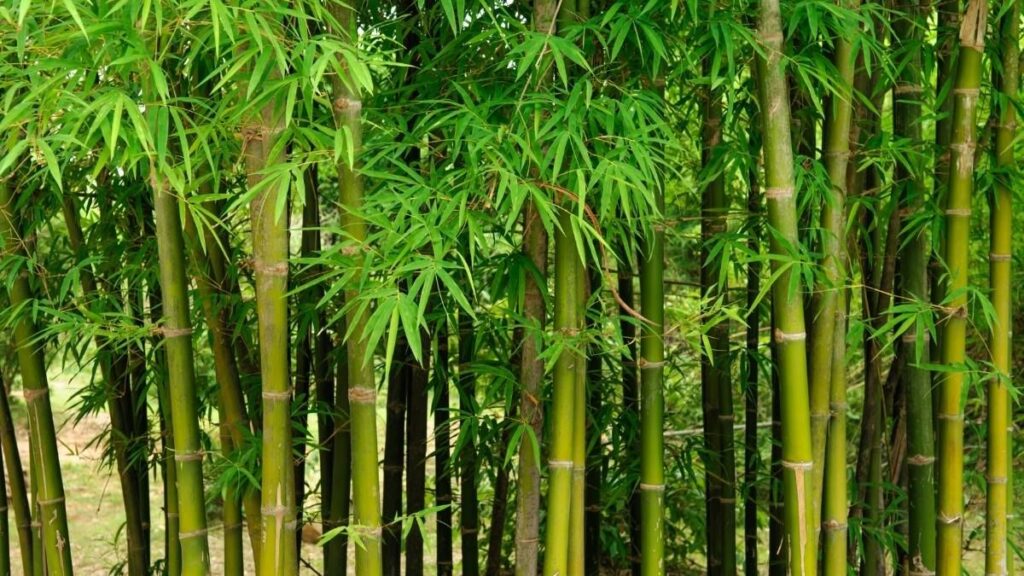 99+ hình nền thu hút tài lộc mệnh Mộc đẹp, gia tăng vượng khí 18 Hình nền rừng tre hợp mệnh Mộc