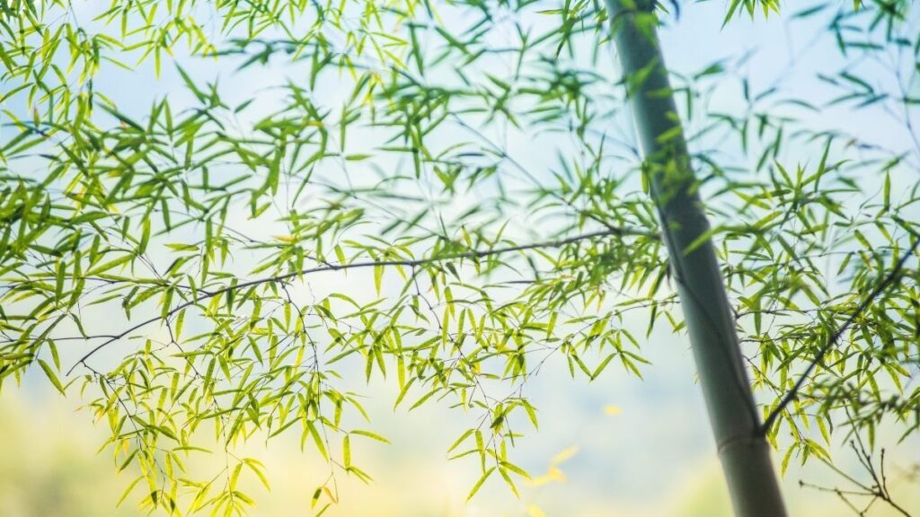 99+ hình nền thu hút tài lộc mệnh Mộc đẹp, gia tăng vượng khí 23 hình nền thu hút tài lộc mệnh Mộc