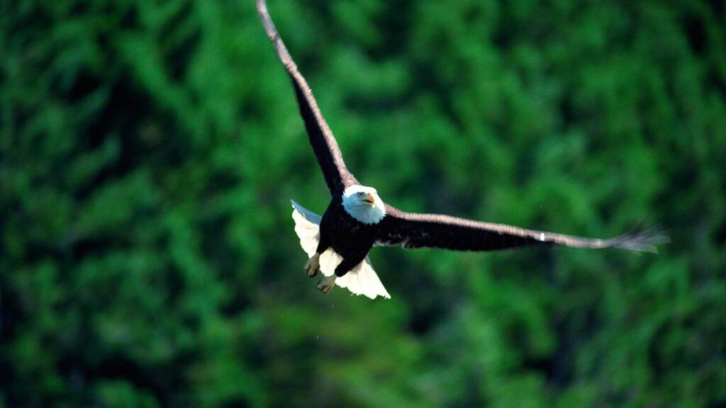 99+ hình nền thu hút tài lộc mệnh Mộc đẹp, gia tăng vượng khí 24 Hình nền cánh chim bay lượn hợp mệnh Mộc