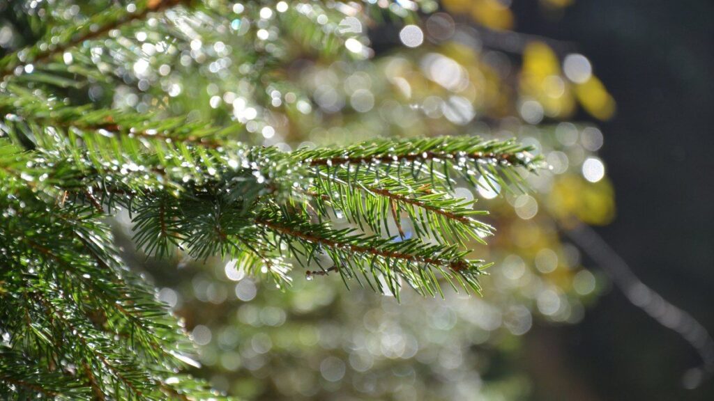 99+ hình nền thu hút tài lộc mệnh Mộc đẹp, gia tăng vượng khí 25 Hình nền cành cây 4k cho máy tính hợp mệnh Mộc