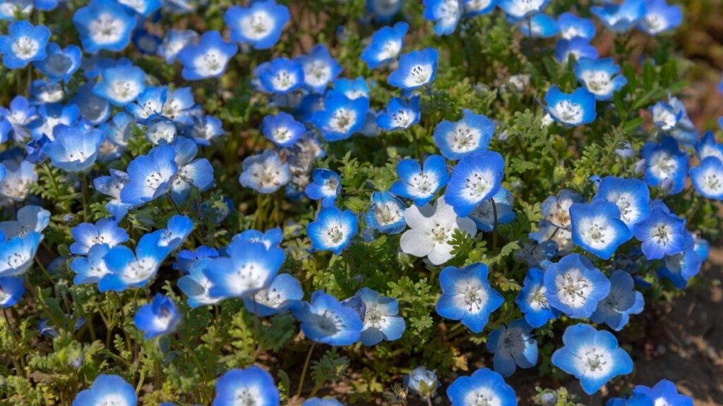 99+ hình nền thu hút tài lộc mệnh Mộc đẹp, gia tăng vượng khí 6 Hình nền vườn hoa hợp với người mệnh Mộc