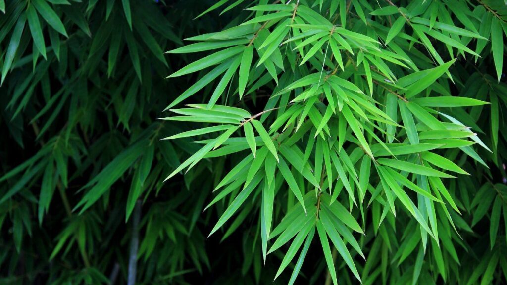 99+ hình nền thu hút tài lộc mệnh Mộc đẹp, gia tăng vượng khí 7 Hình nền cây tre hợp với người mệnh Mộc