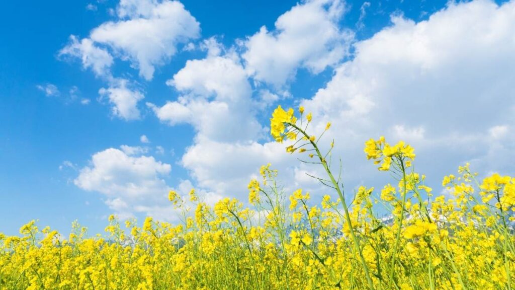 Bộ hình nền thu hút tài lộc mệnh Thủy hút may mắn, tiền bạc 16 hinh nen thu hut tai loc menh thuy 15