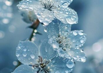 hình nền thu hút tài lộc mệnh Thủy