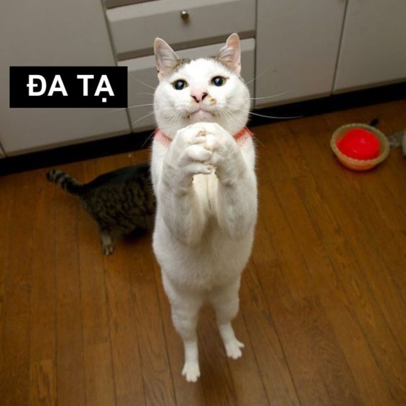 100+ Meme đa tạ hài hước, bá đạo khiến cư dân mạng bật cười 21 meme đa tạ