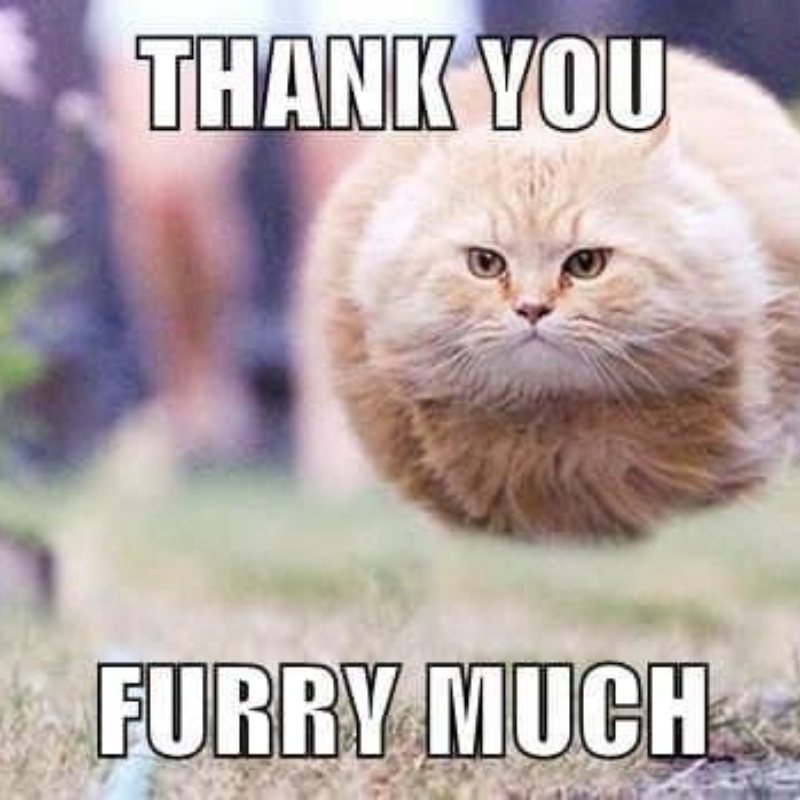 100+ Meme đa tạ hài hước, bá đạo khiến cư dân mạng bật cười 24 Meme mèo đa tạ đáng yêu, hài hước