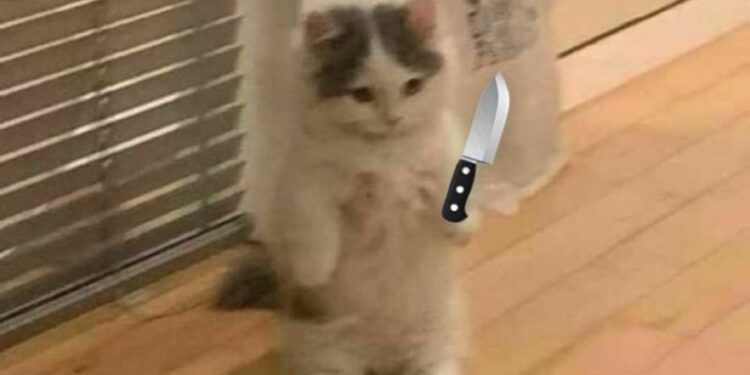 meme mèo cầm dao