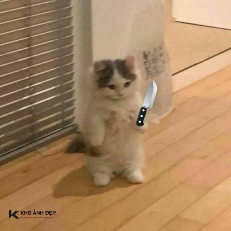 meme mèo cầm dao