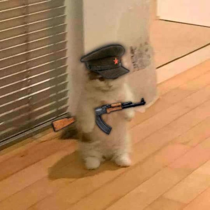 69+ Meme mèo cầm súng hài hước, ngầu lòi để bạn tải ngay 2 Meme mèo cầm súng