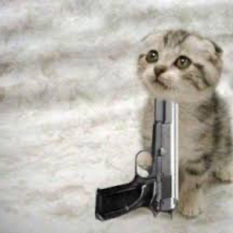meme mèo cầm súng tự xử