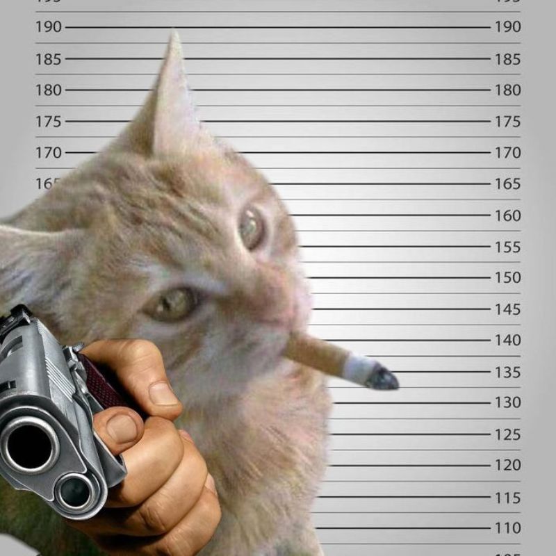 meme mèo cầm súng