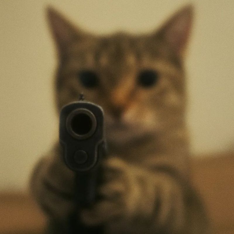 meme mèo cầm súng ngầu