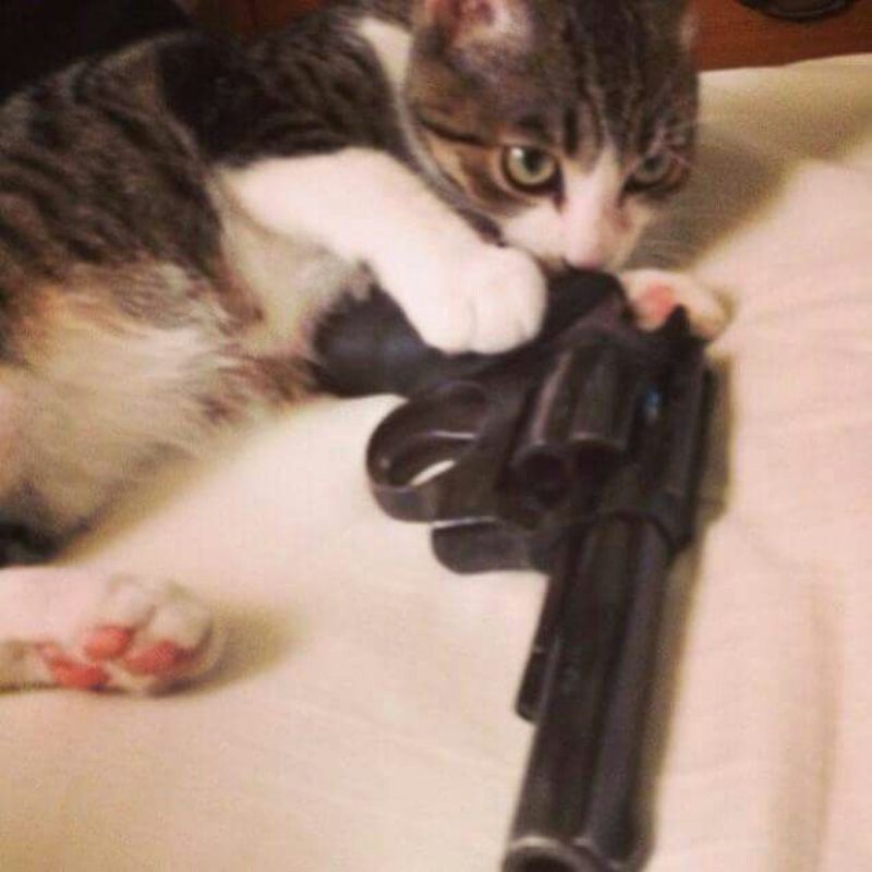 meme mèo cầm súng