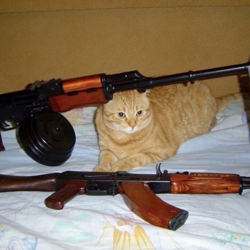 Meme mèo cầm súng