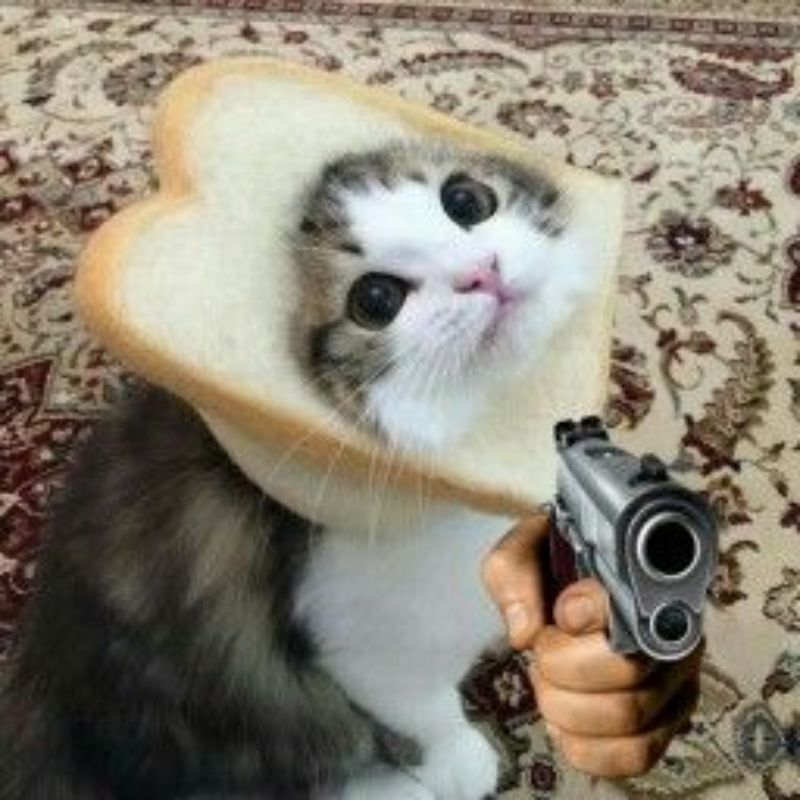 meme mèo cầm cute