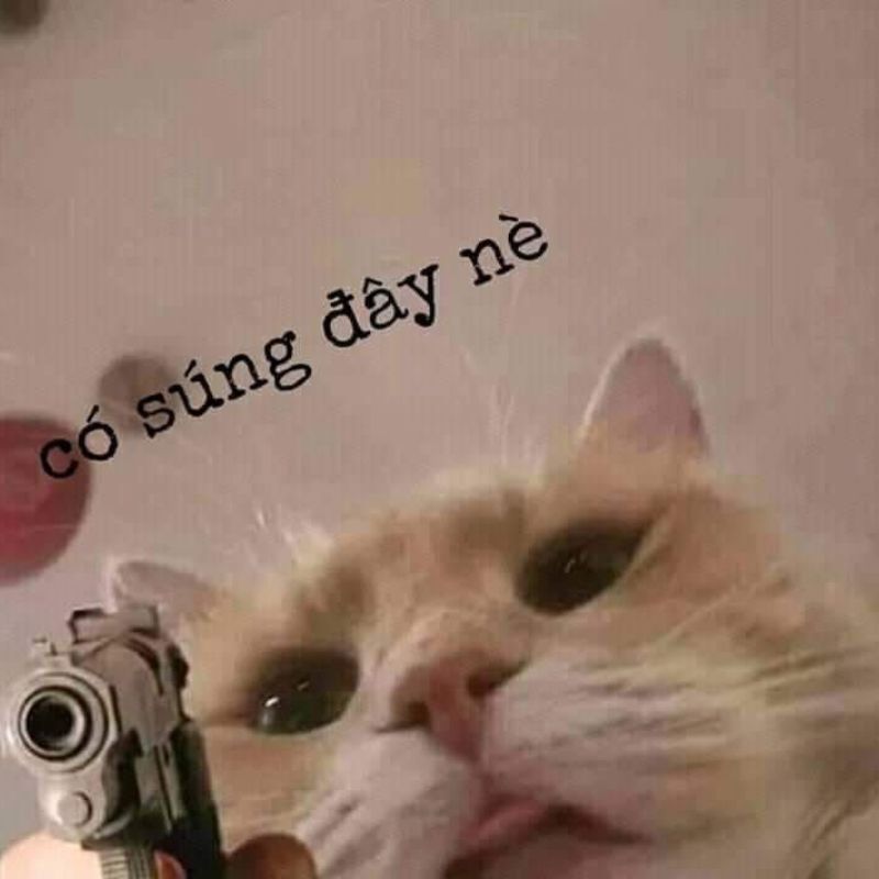 meme mèo cầm súng