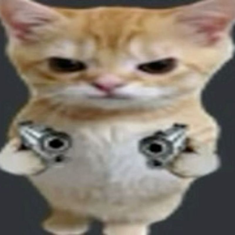 meme mèo cầm súng