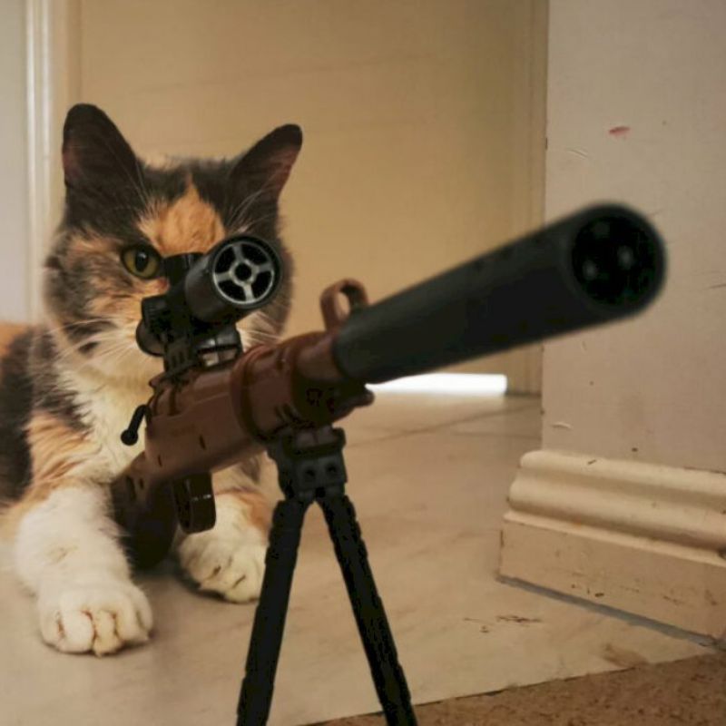 meme mèo cầm súng