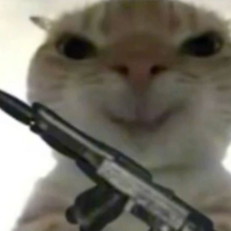 Meme mèo cầm súng