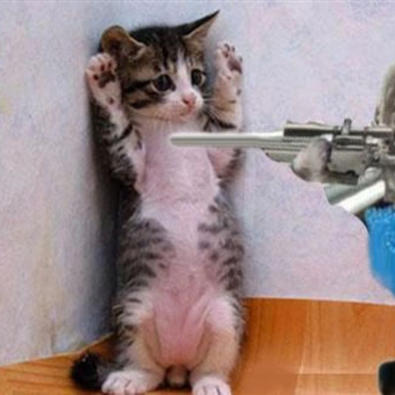 meme mèo cầm súng