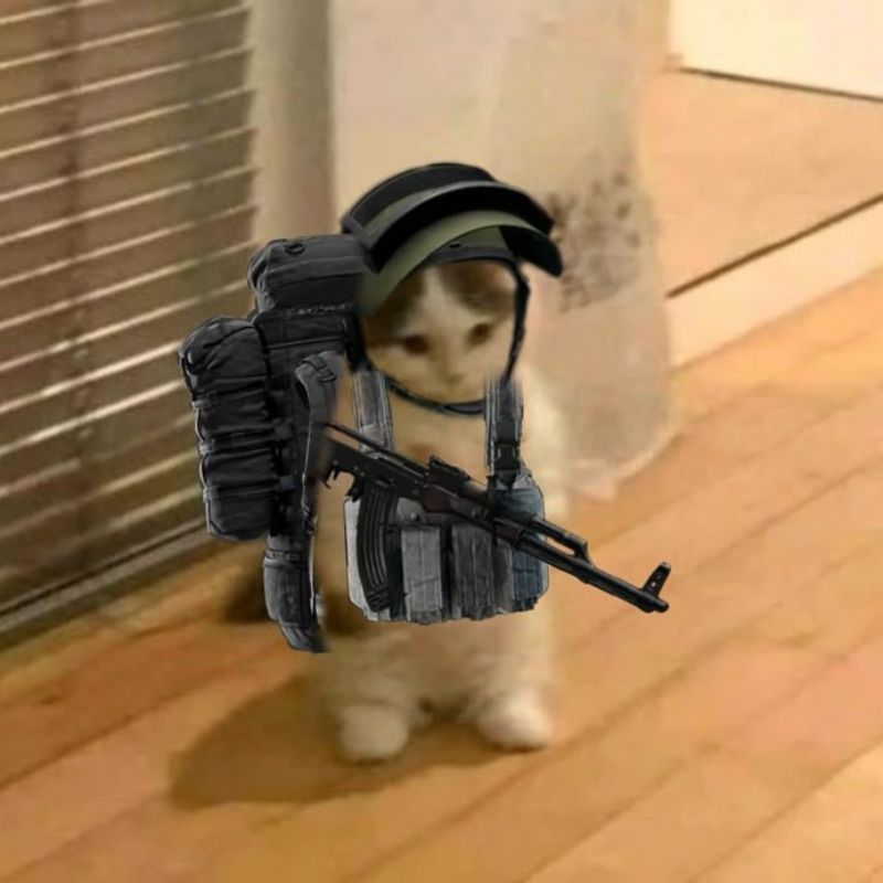 Meme mèo cầm súng