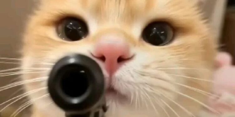 69+ Meme mèo cầm súng hài hước, ngầu lòi để bạn tải ngay 1 Meme mèo cầm súng