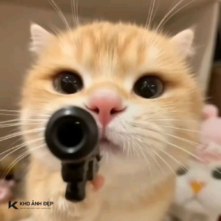 Meme mèo cầm súng