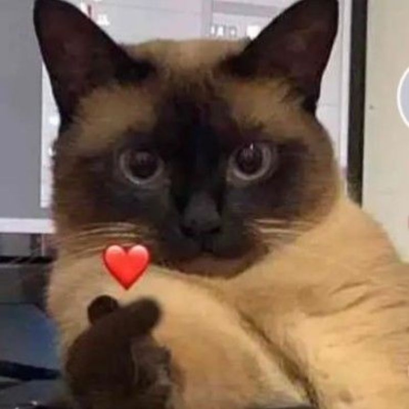 69+ Meme thả tim hài hước, đáng yêu khiến ai cũng tan chảy 14 meme mèo búng tim