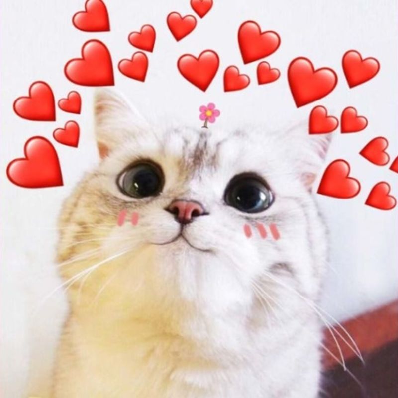 69+ Meme thả tim hài hước, đáng yêu khiến ai cũng tan chảy 15 meme mèo thả tim