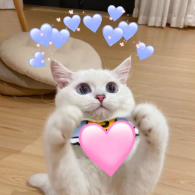 69+ Meme thả tim hài hước, đáng yêu khiến ai cũng tan chảy 16 meme mèo bắn tim