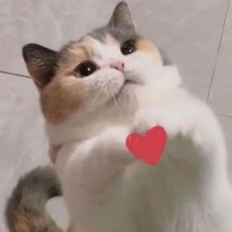 69+ Meme thả tim hài hước, đáng yêu khiến ai cũng tan chảy 17 meme thả tim