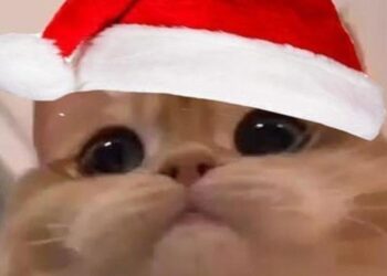 ảnh mèo giáng sinh meme