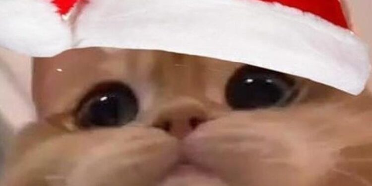 ảnh mèo giáng sinh meme