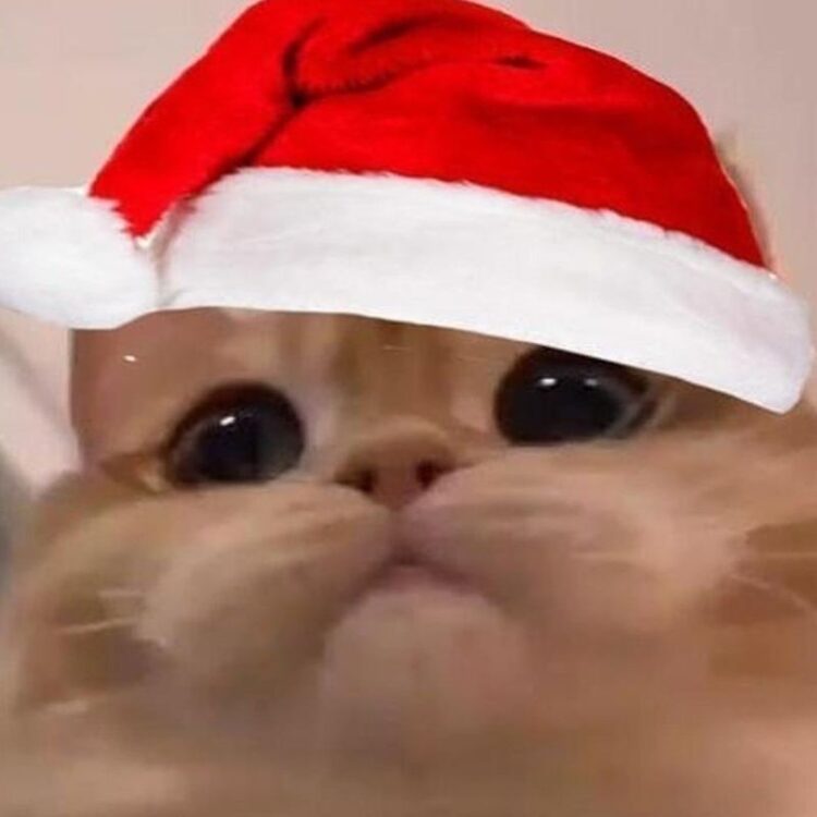 ảnh mèo giáng sinh meme