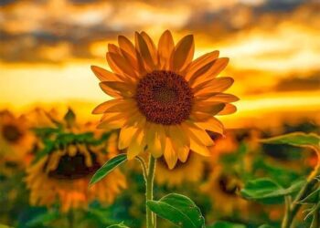 Bộ sưu tập 100+ avatar hoa đẹp và ý nghĩa nhất, khiến bạn mê mẩn