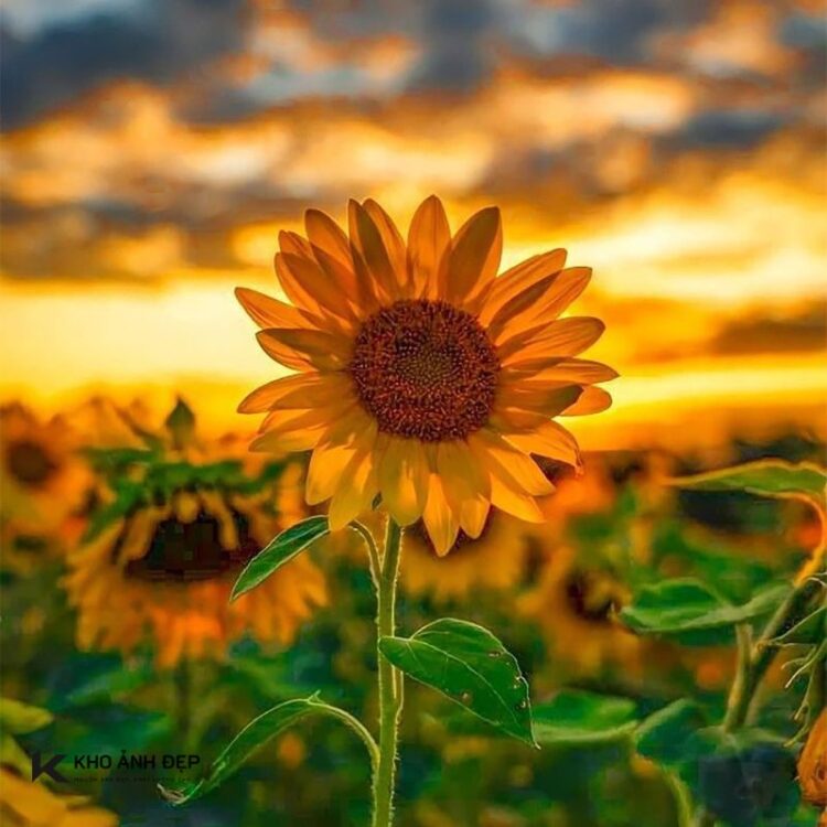 Bộ sưu tập 100+ avatar hoa đẹp và ý nghĩa nhất, khiến bạn mê mẩn