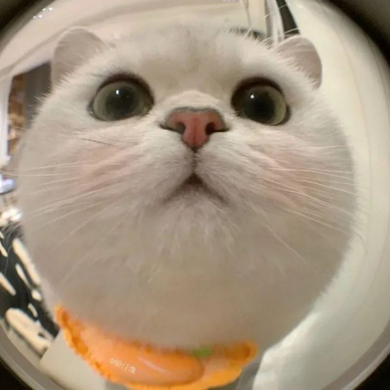 201+ Avatar vô tri mèo dễ thương, hài hước và cực đáng yêu 2 avatar vô tri mèo cute